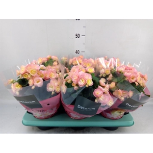Begonia elat. DU 'Hailey Sunset'