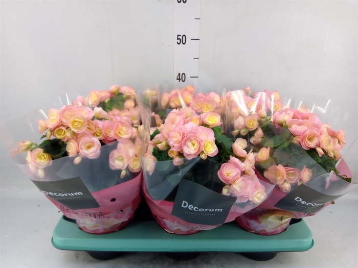 <h4>Begonia elat. DU 'Hailey Sunset'</h4>