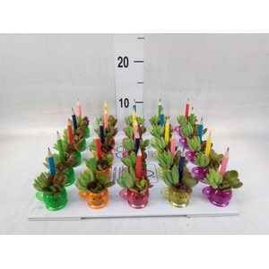 Arr.  Succulents L%