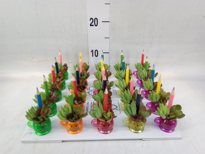 <h4>Arr.  Succulents L%</h4>