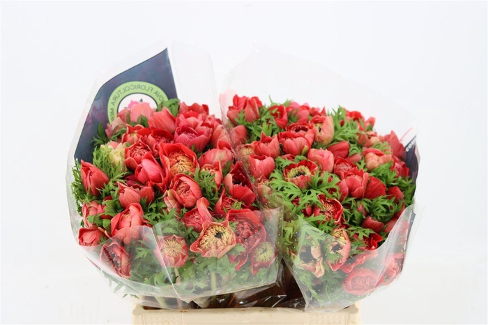 <h4>Anem Levante Red</h4>