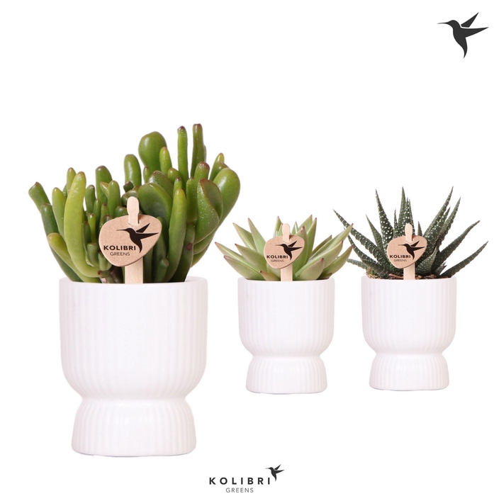<h4>Kolibri Greens Succulenten mix in Diabolo pot white</h4>