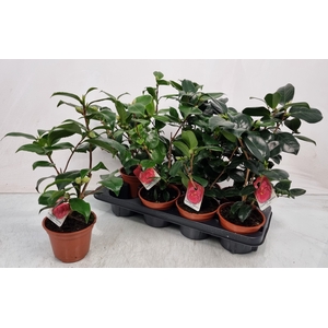 CAMELLIA JAPONICA