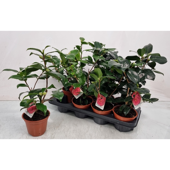 <h4>CAMELLIA JAPONICA</h4>
