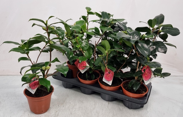<h4>CAMELLIA JAPONICA</h4>