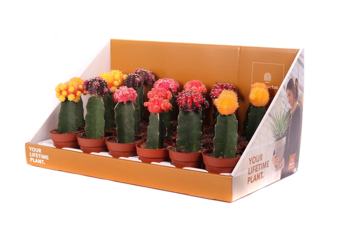 <h4>Cactus geent 8,5 cm in showdoos your lifetime plant</h4>