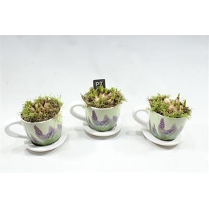 6312 MIDDEL MUSC KOP/SCHOTEL