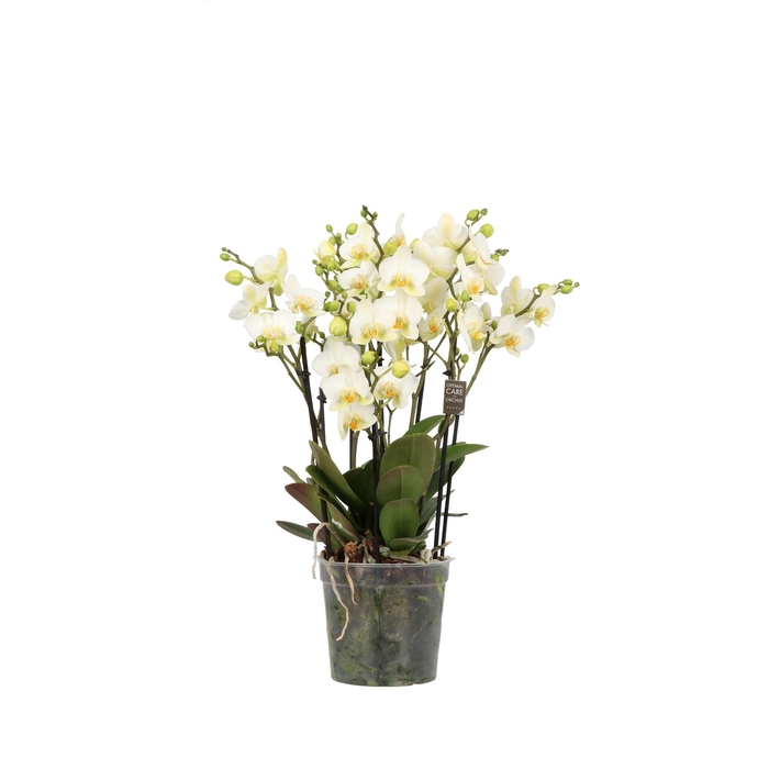 <h4>PHAL OPTI FLORA P15 BELLA 4+ SPIKE</h4>