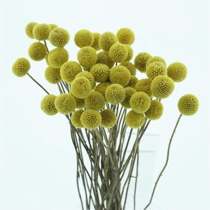 Dried Craspedia 40 St P Bunch