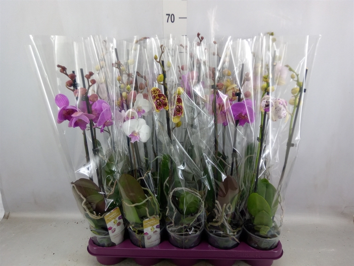 Phalaenopsis   ...mix 10