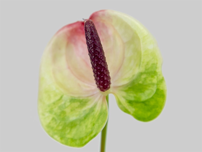 <h4>ANTHURIUM ZAFIRA 9/11 035 CM DIAM MIN 9 CM BRANCO/VERDE</h4>