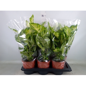 Dieffenbachia  'Mars'