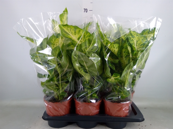 <h4>Dieffenbachia  'Mars'</h4>