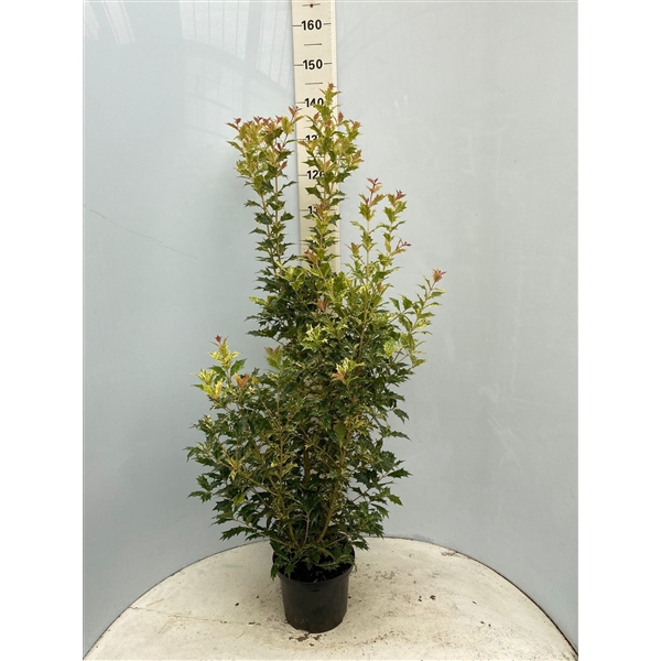 <h4>Osmanthus tricolor</h4>