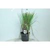 Cortaderia Selloana