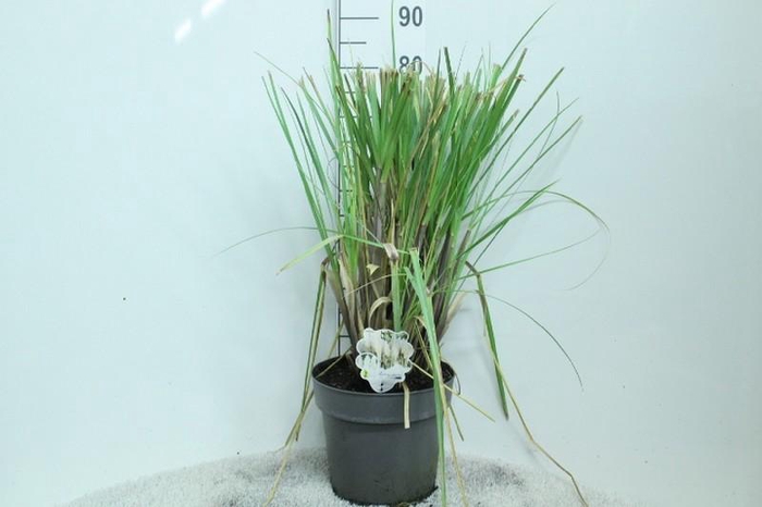 Cortaderia Selloana