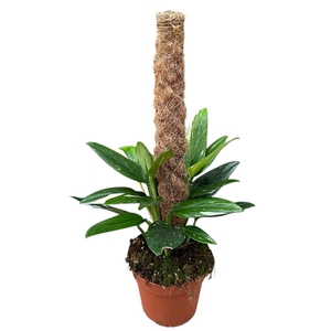Monstera