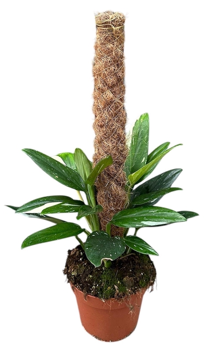 <h4>Monstera</h4>