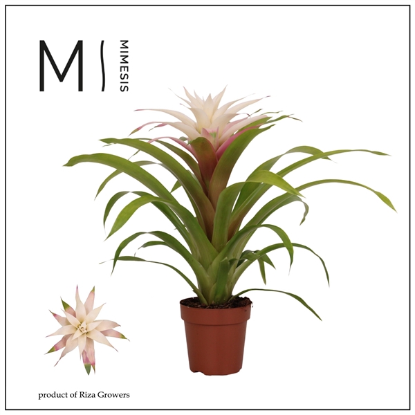 <h4>Mimesis Guzmania Deseo Magical white 12 cm</h4>