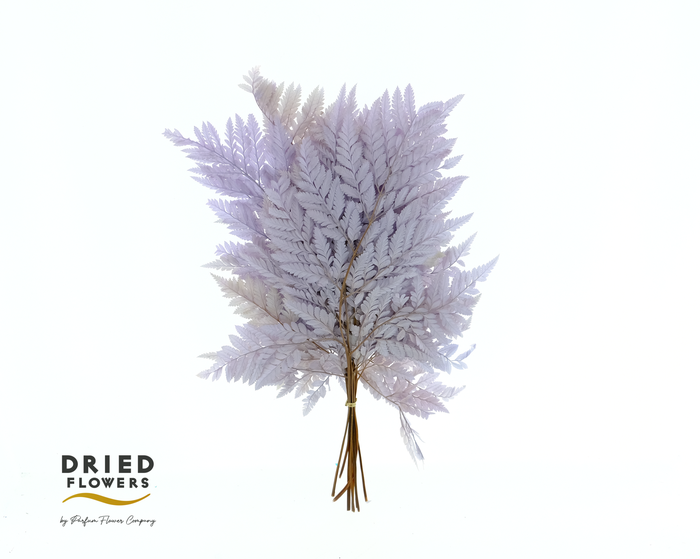 Dried Bleached Leatherleaf Light Purple