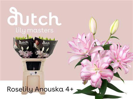 <h4>Li Or Du Anouska</h4>