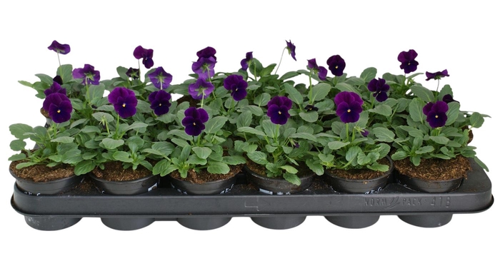 <h4>Viool corr paars p9</h4>