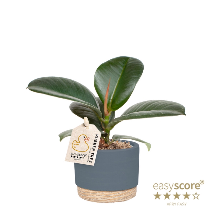 FICUS ELASTICA P7