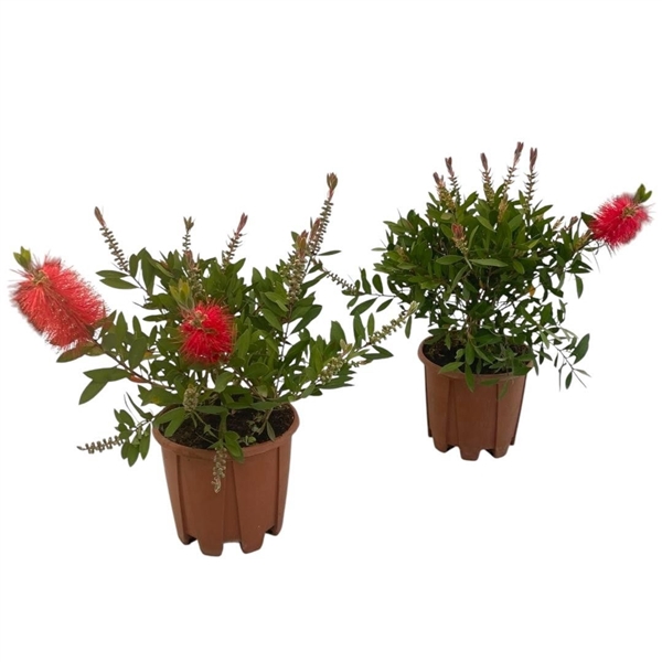 <h4>Callistemon citrinus 'Splendens'</h4>