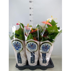 Anthurium   ...mix