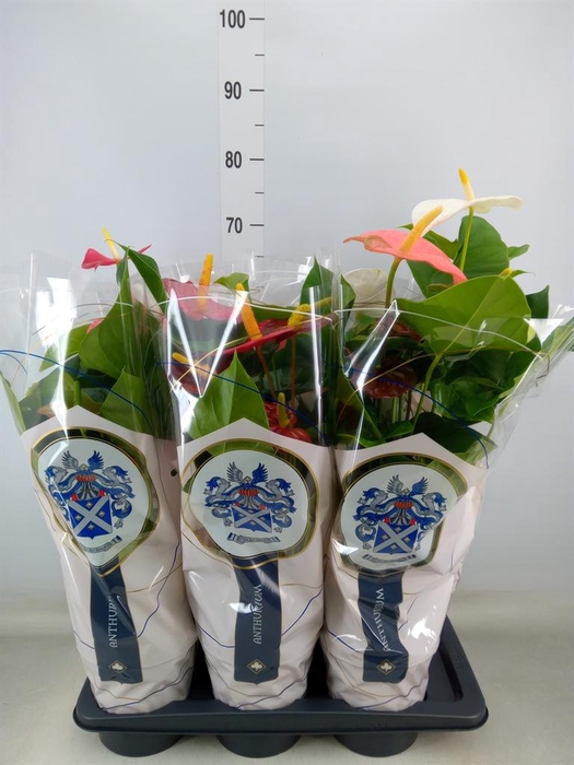 <h4>Anthurium   ...mix</h4>