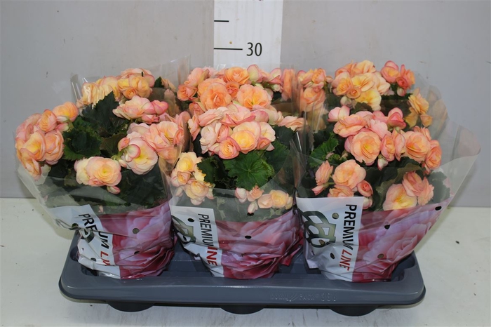 <h4>Begonia Du Hailey Sunset</h4>