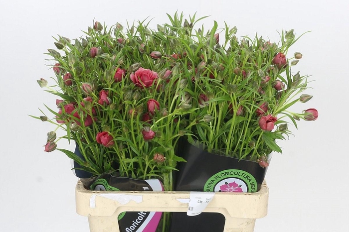 Ranunculus Moderna Allegria