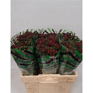 Chr S Aaa Purpet Red