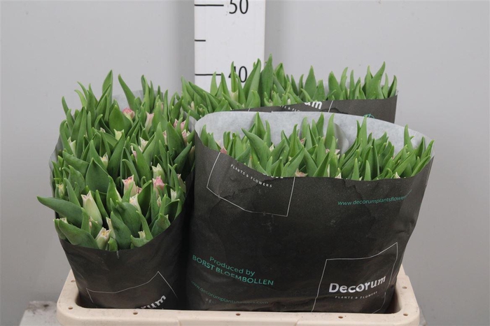 <h4>Tu Co Crown Dynasty</h4>