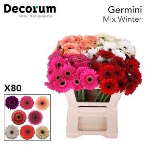 Germini Mix Winter Water