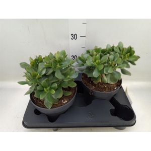 Crassula  'Minova Magic'