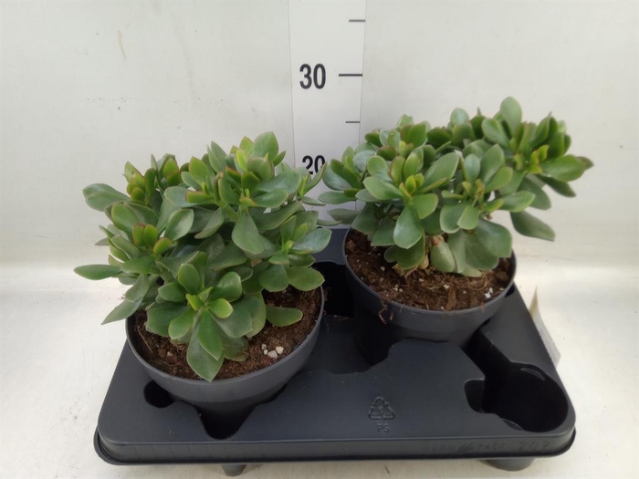 <h4>Crassula  'Minova Magic'</h4>