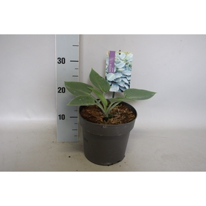 vaste planten 19 cm  Hosta Halcyon afd.1