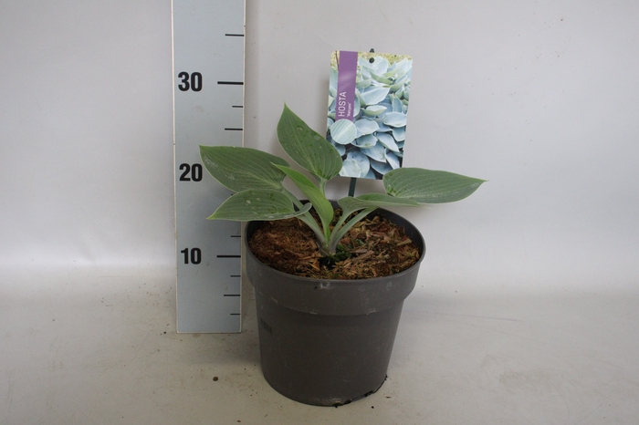 <h4>vaste planten 19 cm  Hosta Halcyon afd.1</h4>