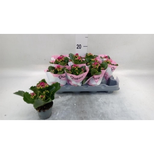 Kalanchoe   ...mini