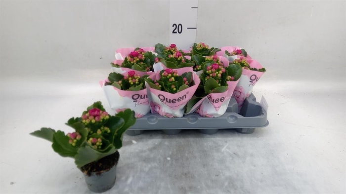 <h4>Kalanchoe   ...mini</h4>
