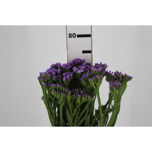LIMONIUM DEEP LAVANDER 080 CM LILAS