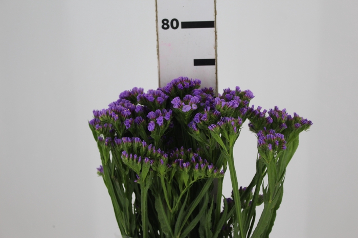 LIMONIUM DEEP LAVANDER 080 CM LILAS