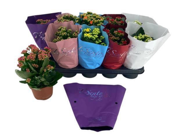 <h4>KAL GE GEM 6 KL</h4>