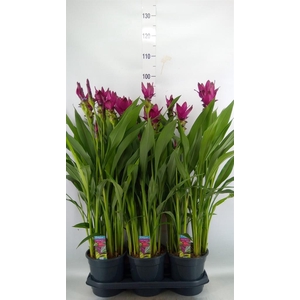 Curcuma   ...