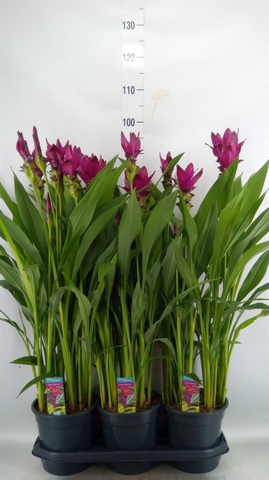 <h4>Curcuma   ...</h4>