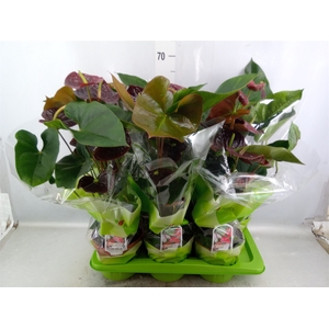 Anthurium andr. 'Sempre'