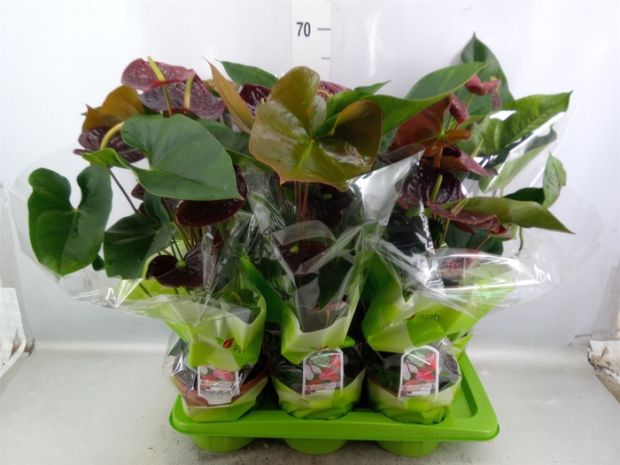 <h4>Anthurium andr. 'Sempre'</h4>