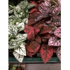 HYPOESTES MIX 3 KLEUREN