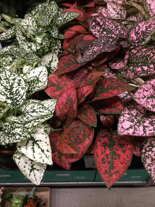 HYPOESTES MIX 3 KLEUREN